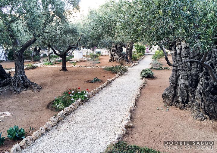 The Garden of Gethsemane.