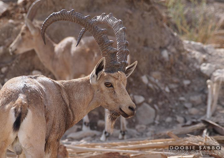 Ibex at Ein Gedi